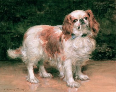 King Charles Spaniel, 1907 by George Sheridan Knowles